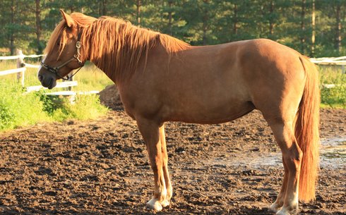 Фин (Finnish horse)