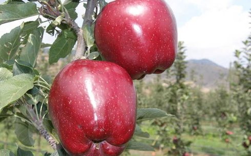 Яблоня сорт Супер Чиф
