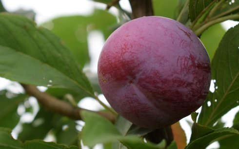 Слива сорт Супериор