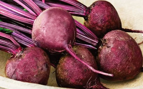 Свекла столовая сорт Дария