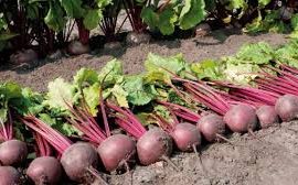 Свекла столовая сорт Қызылқоңыр