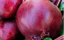 Свекла столовая сорт Цеппо