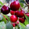 Черешня сорт Тютчевка