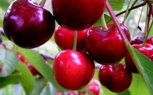 Черешня сорт Тютчевка