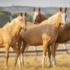 Татар (Tatar horse breed)