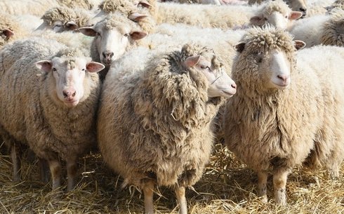 Татарстанская порода овец (Tatarstan breed)