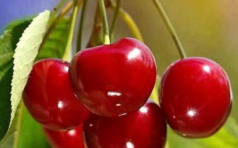 Черешня сорт Теремошка