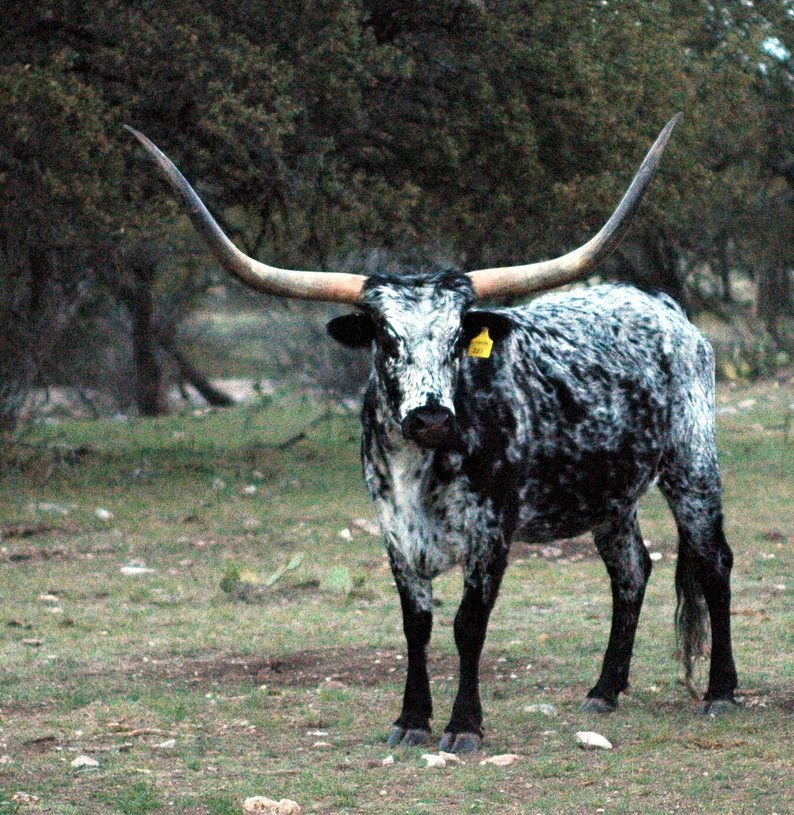 Texas Longhorn