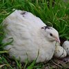 Техасский белый перепел (Texas white quail)