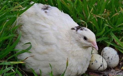 Техасский белый перепел (Texas white quail)