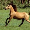 Тимор пониі (Timor pony)