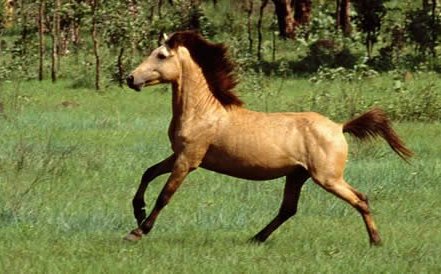 Тиморский пони (Timor pony)