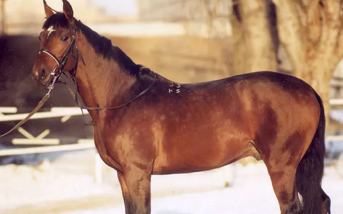 Тракененская (Trakehner)