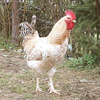 Царскосельские куры (Tsarskoye Selo chickens)