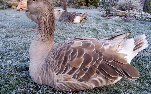 Тульская порода гусей (Tula Fighting Goose)