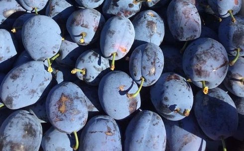 Слива сорт Тулео Грасс