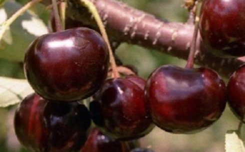 Вишня сорт Тургеневка