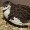 Смокинговый перепел (Tuxedo quail)