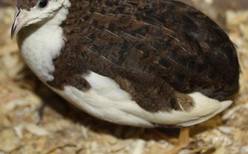 Смокинговый перепел (Tuxedo quail)