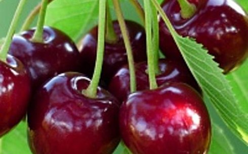 Вишня сорт Уйфехертой Фюртош