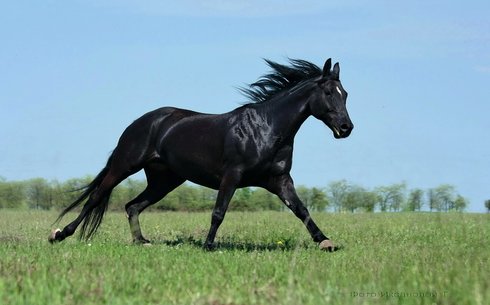 Украиналық мініс жылқысы (Ukrainian riding)