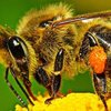 Украинская степная порода пчел (Ukrainian steppe bee)