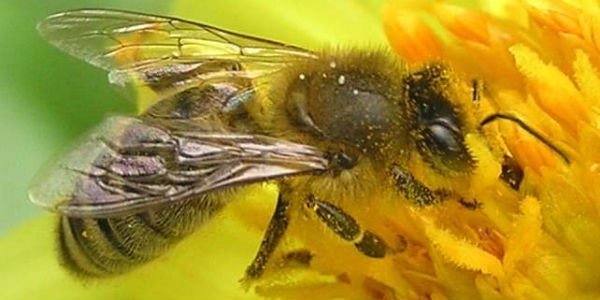 Ukrainian_steppe_bee2.width-800