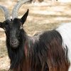 Валлийская черношеяя  порода коз (Valais Blackneck)