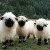 Қара тұмсықты Валлий қой тұқымы (Valais Blacknose)