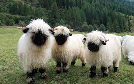 Валлийская черноносая порода овец (Valais Blacknose)