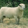 Вандейская порода овец (Vendée)