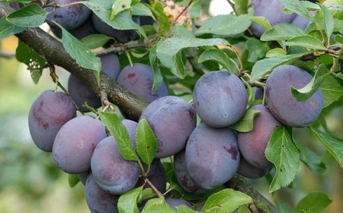 Слива сорт Ви Блу