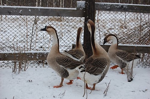 Vladimir goose breed