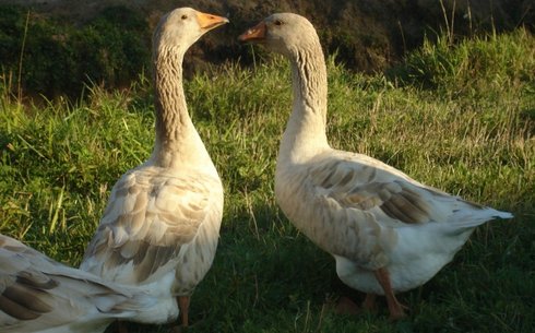 Владимирская порода гусей (Vladimir goose breed)