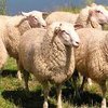 Восточно-фризская порода овец (East Frisian)