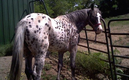 Уокалуза (Walkaloosa Horse)