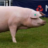 Уэльс (Валлий) шошқасы (Welsh pig breed)