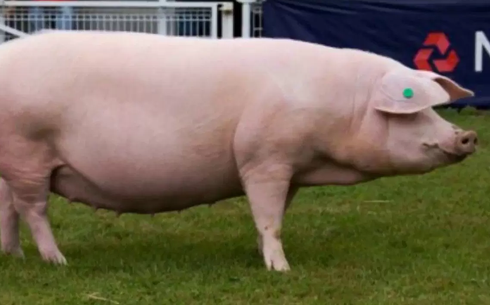 Уэльс (Валлий) шошқасы (Welsh pig breed)