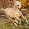 Уэльс кобы (Welsh Cob)