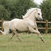 Уэльс тау пониі (Welsh mountain pony)