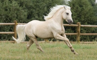 Уэльский горный пони (Welsh mountain pony)