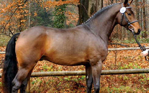 Вестфальская (Westphalian horse breed)
