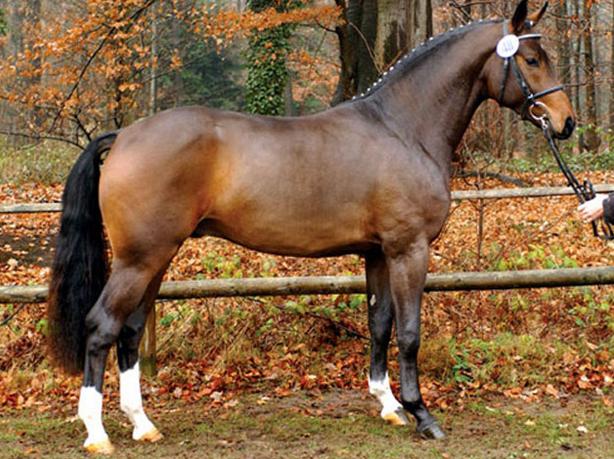 Westphalian horse breed