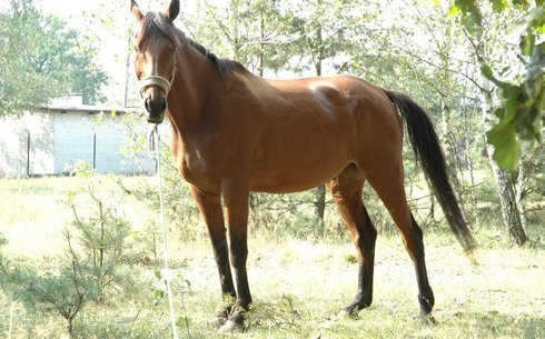 Великопольская (Wielkopolski horse)
