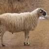 Хиос қой тұқымы (Chios sheep)