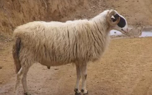 Хиос қой тұқымы (Chios sheep)