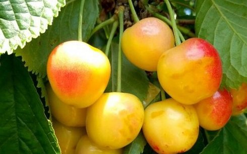 Черешня сорт Янтарная