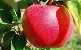 Яблоня сорт Элиза