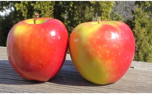 Яблоня сорт Канзи