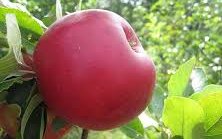 Яблоня сорт Лиред